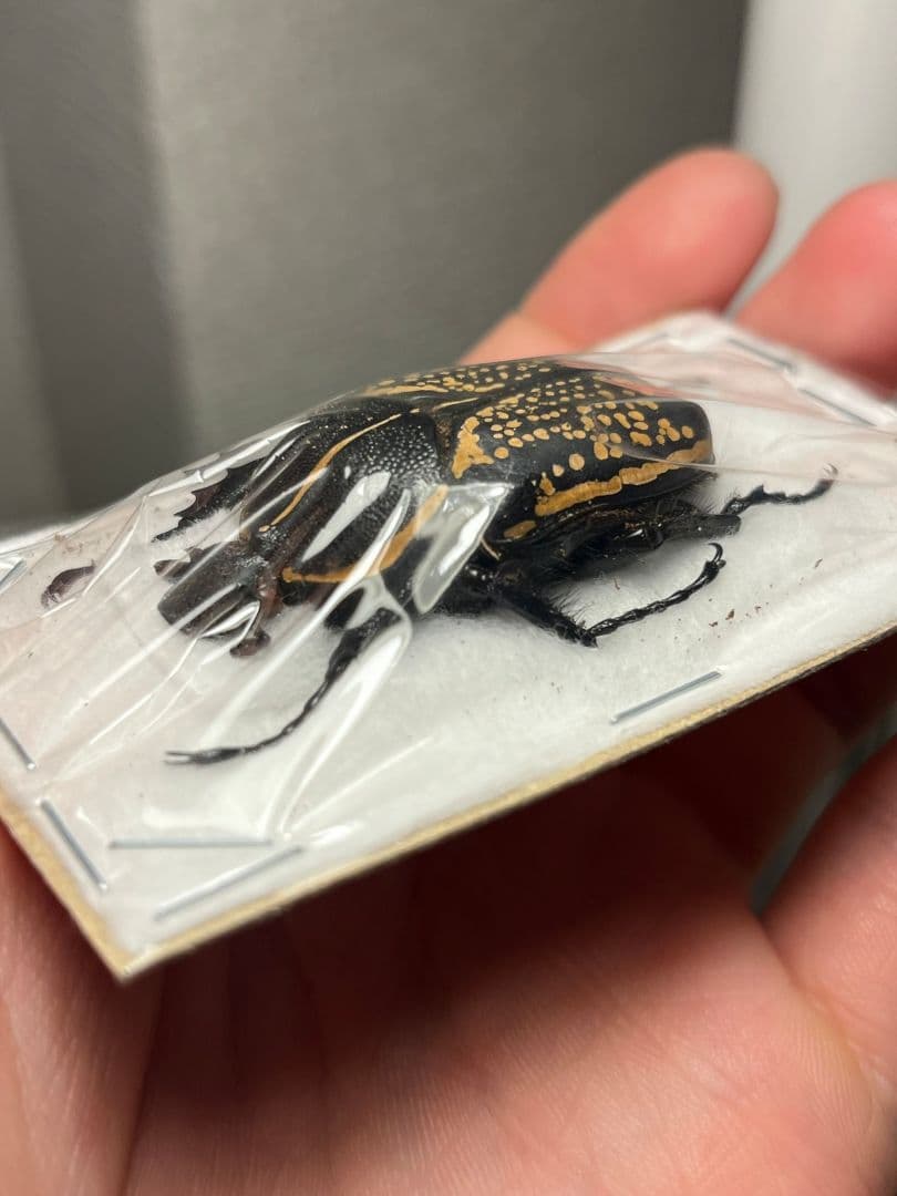 【44mm♀】ハウセリイカリツノハナムグリ 標本カナブンウグイスコガネカメムシ