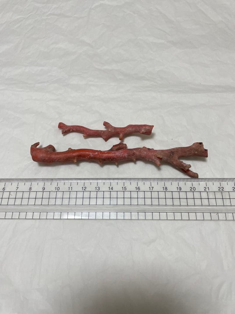 珊瑚サンゴ、赤珊瑚、本珊瑚原木の置物