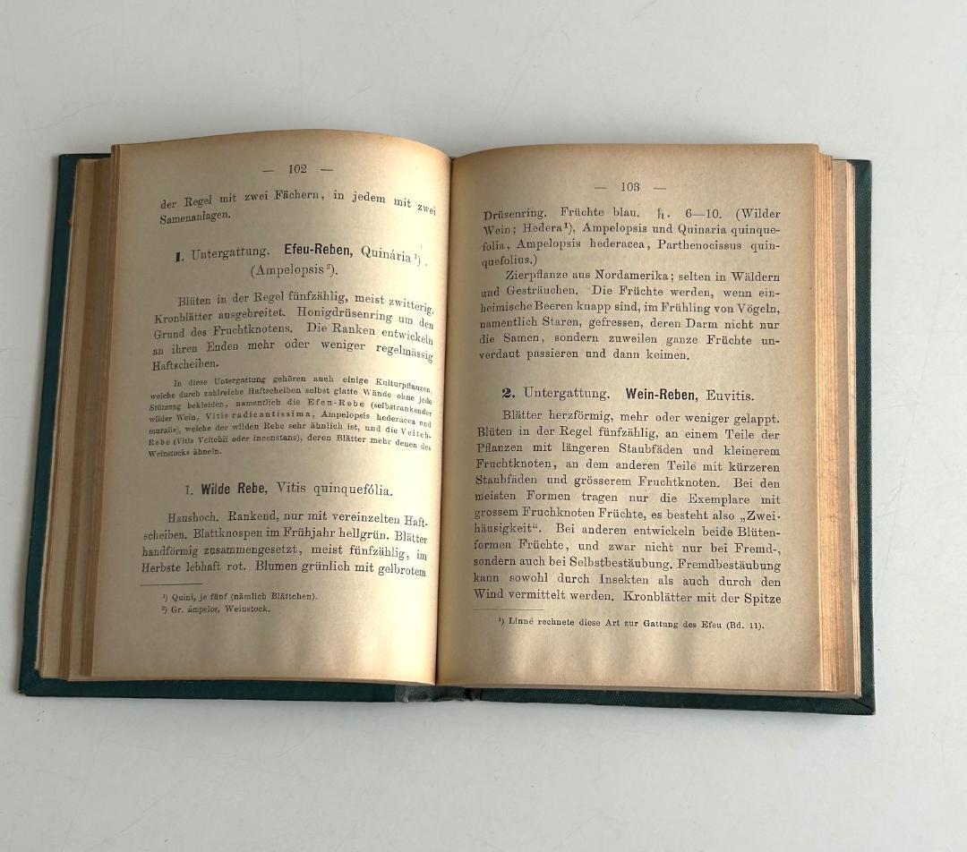 １９０２年　石版印刷　ボタニカル　植物解剖図　植物図鑑　アンティーク
