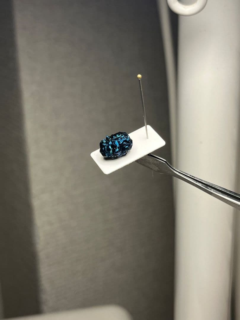 【9mm】グンジョウオオコブハムシ コメツキムシ昆虫標本甲虫タマムシスハンダエ
