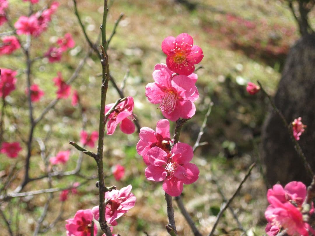 【動作確認済】Canon PowerShot A1100 IS★単三電池で動く！