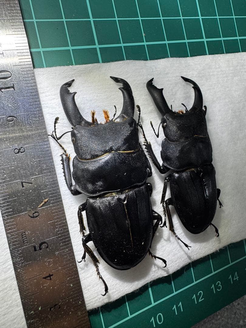 スジブトヒラタクワガタ 2♂♂標本