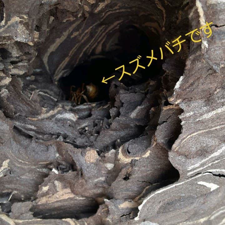 スズメバチの巣