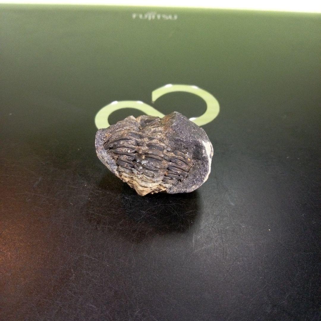 三葉虫　化石　fossil　ボリビア産　trilobite　海生動物識別⑧