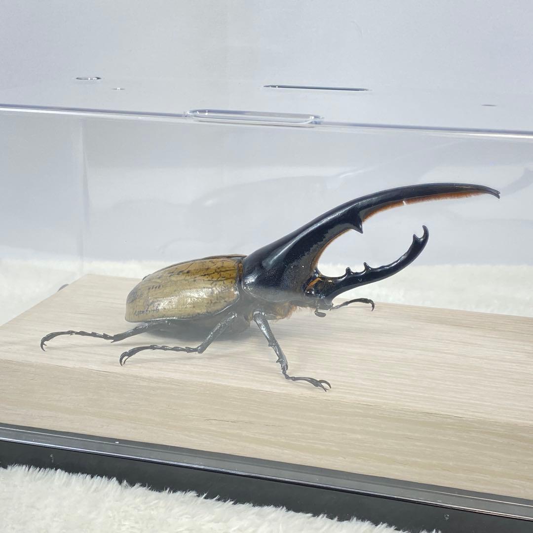 【大型】ヘラクレスオオカブト（ヘラクレス）のオブジェ（標本）