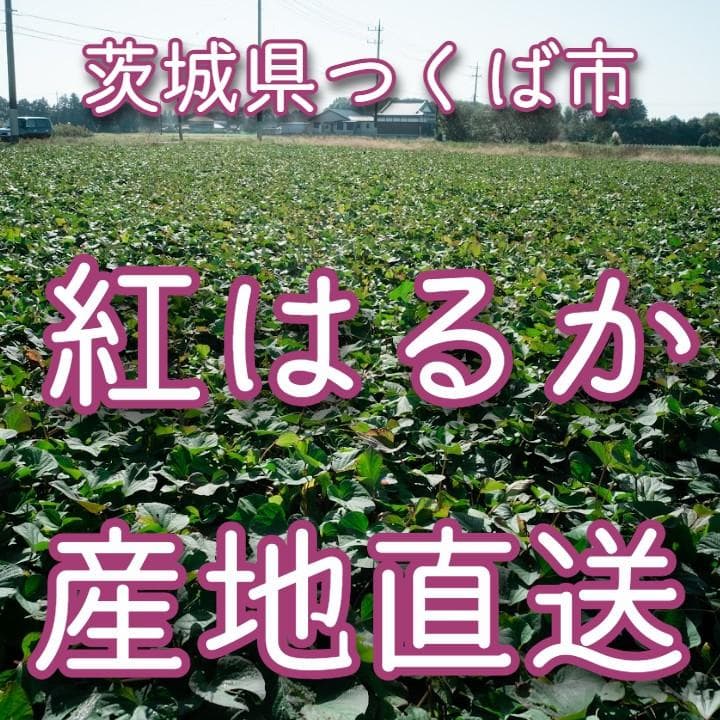 冷凍焼き芋 6kg　熟成　茨城県直送　送料無料　紅はるか