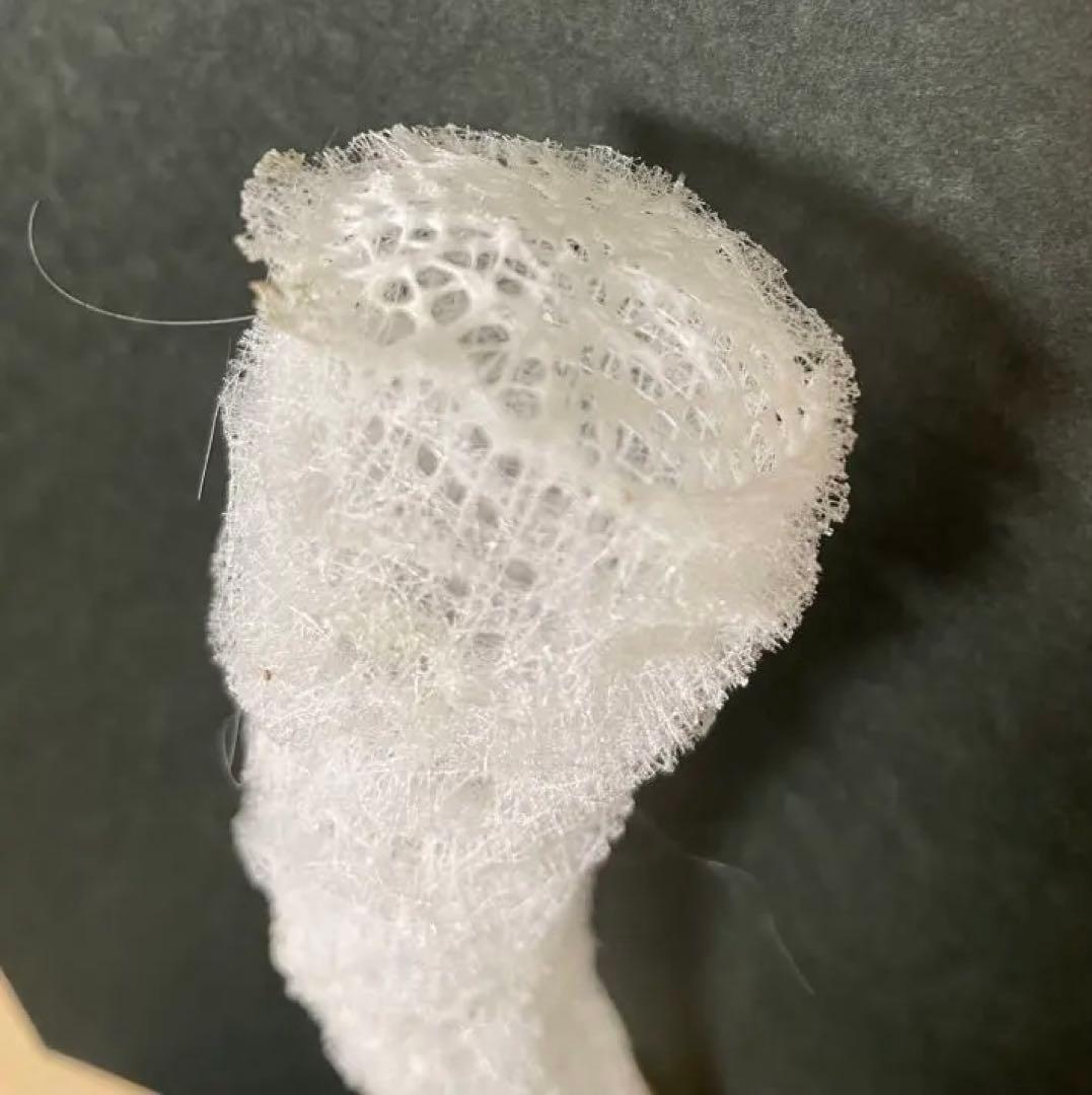偕老同穴　標本