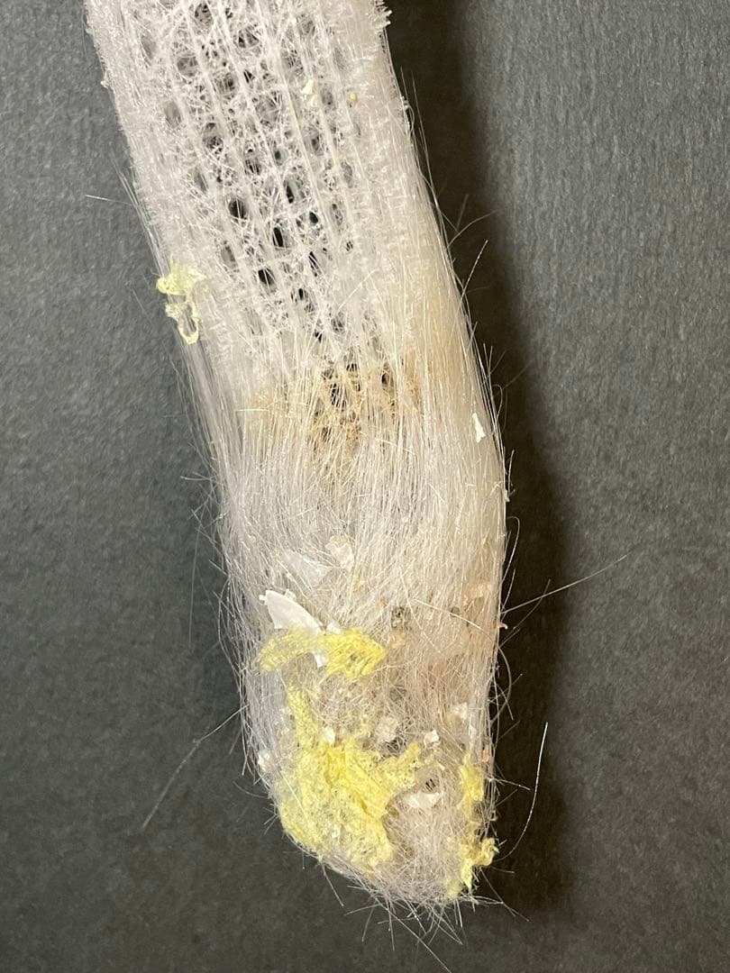 偕老同穴　標本