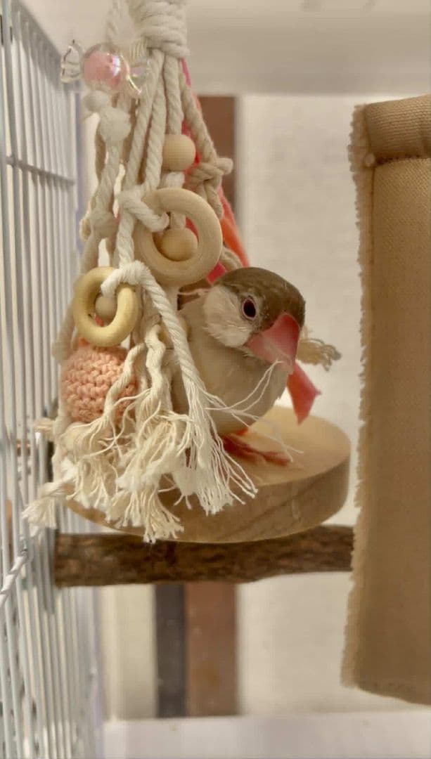 ta10　自然素材　 ハミハミおもちゃ4点セット　バードトイ　文鳥　インコ