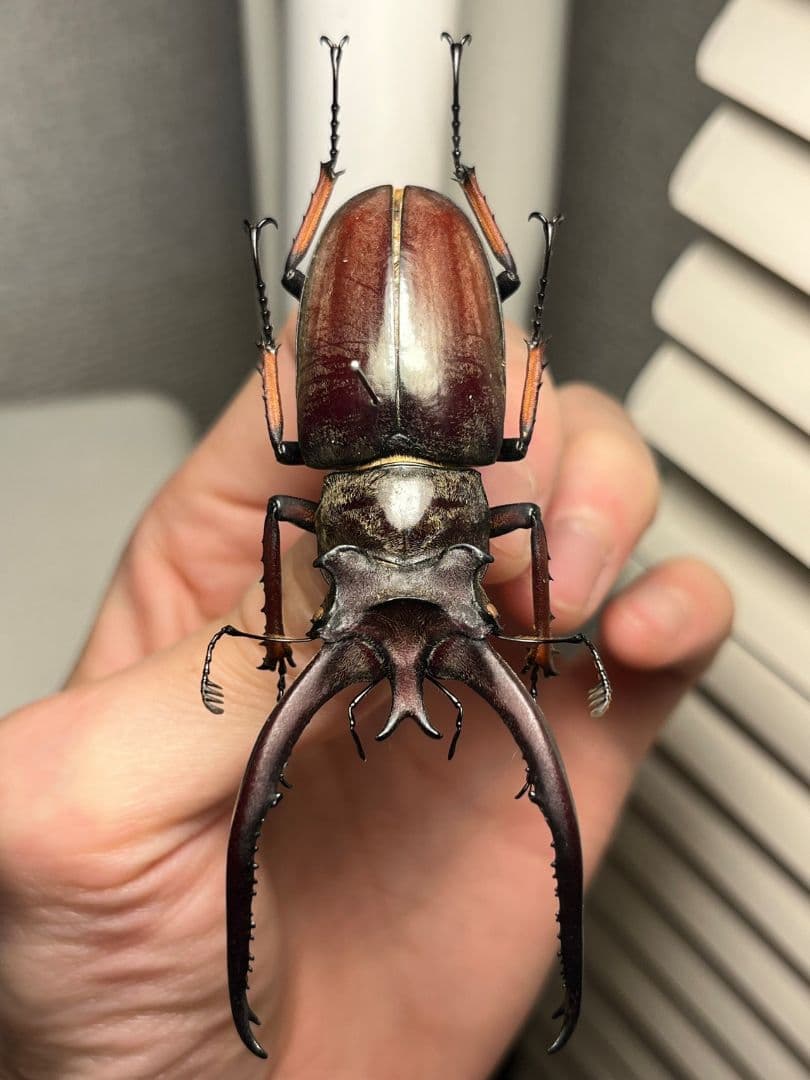 【81mm】プラネットミヤマクワガタ 標本 アクベシアヌスミヤマクワガタ ヨーロ