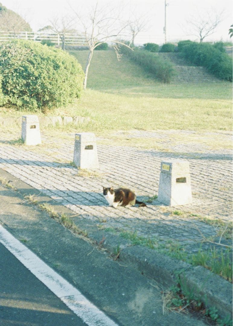 フィルムカメラ olympus pen ft