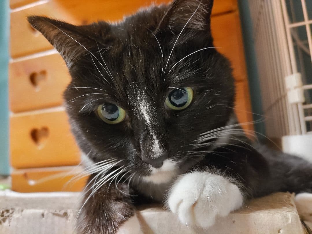 はるねこ