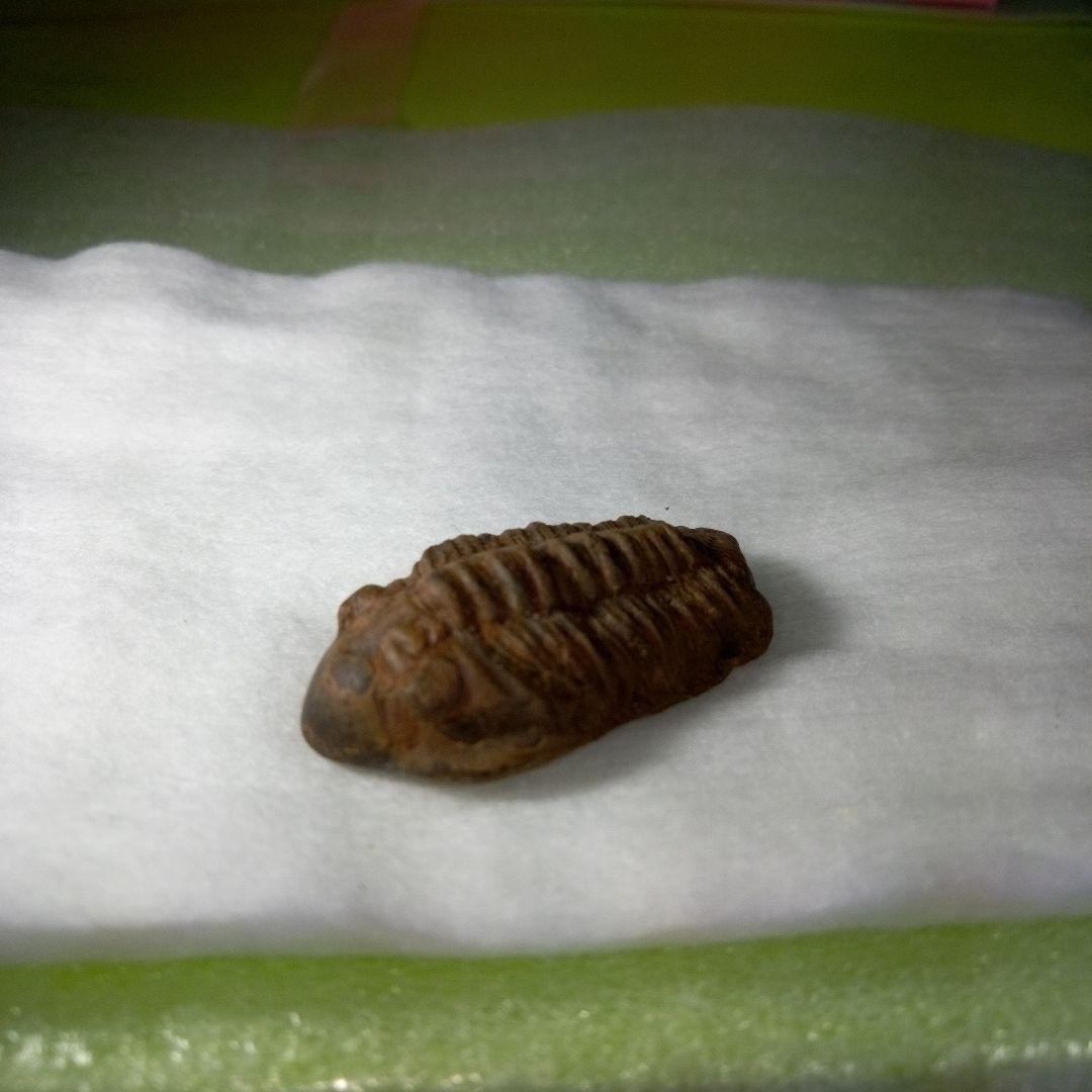 三葉虫　化石　ボリビア産　三葉虫化石　究極のレトロ　南米ボリビア　ボリビア