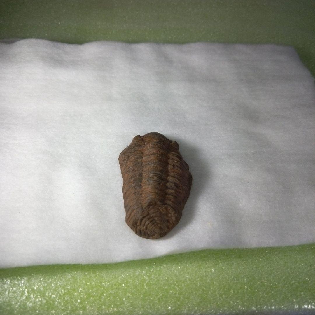 三葉虫　化石　ボリビア産　三葉虫化石　究極のレトロ　南米ボリビア　ボリビア