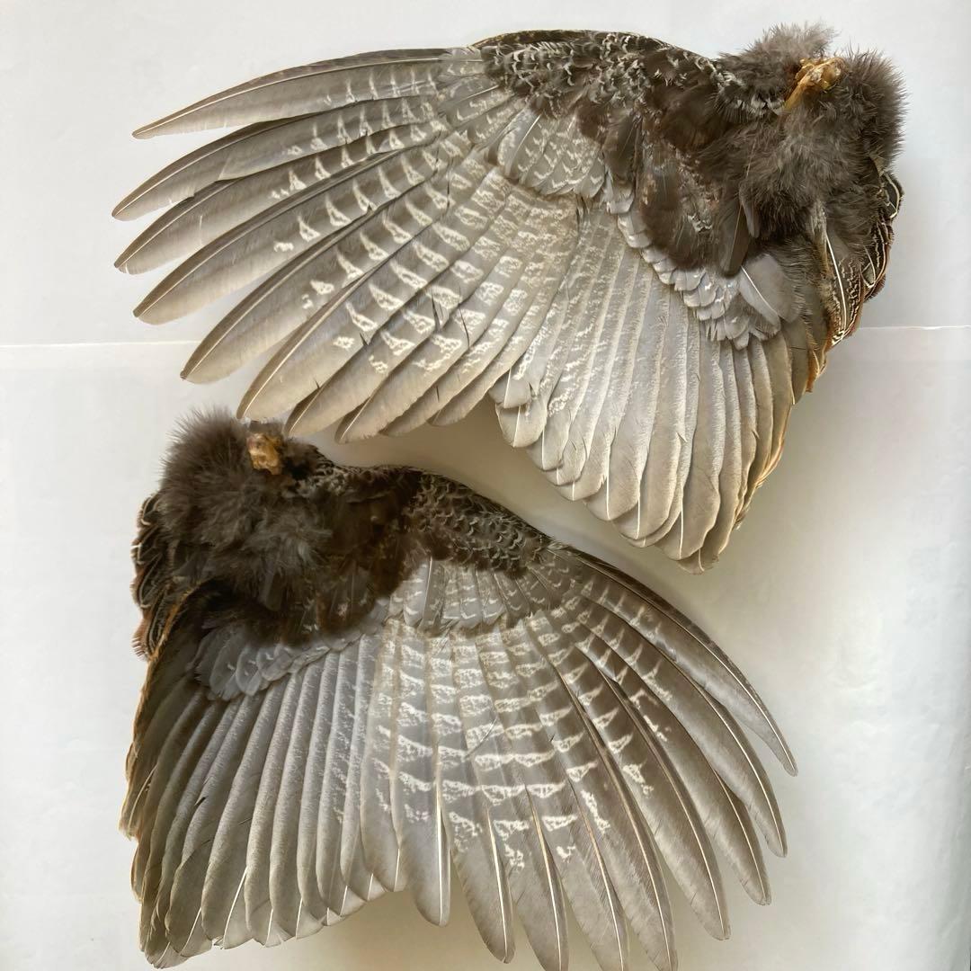 鳥の標本　H様用