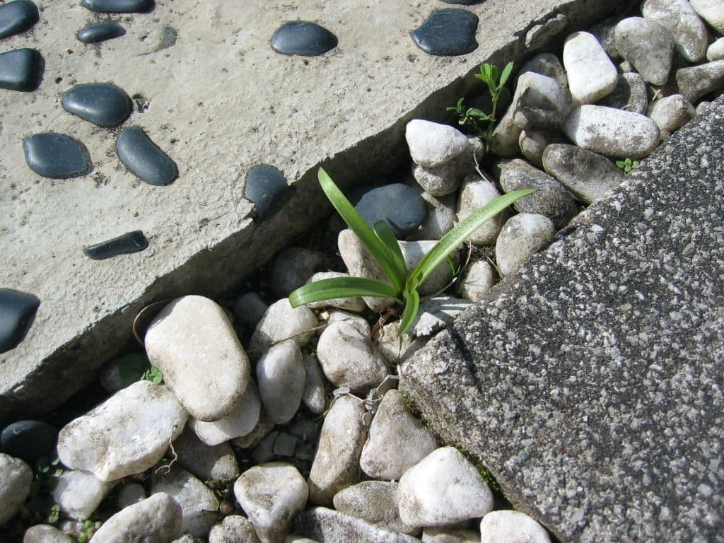 動作確認済み　Canon IXY DIGITAL 400