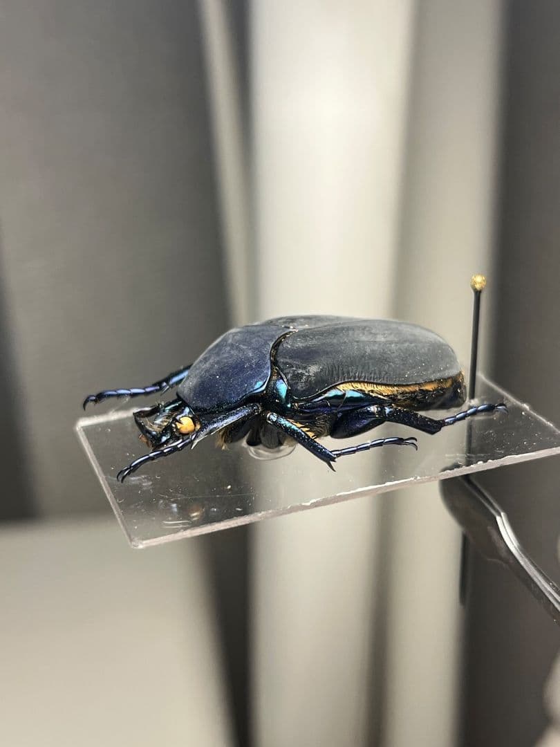 【透明台紙】体裏がメタリックなイバライコツノヒシムネハナムグリ標本プラチナコガネ