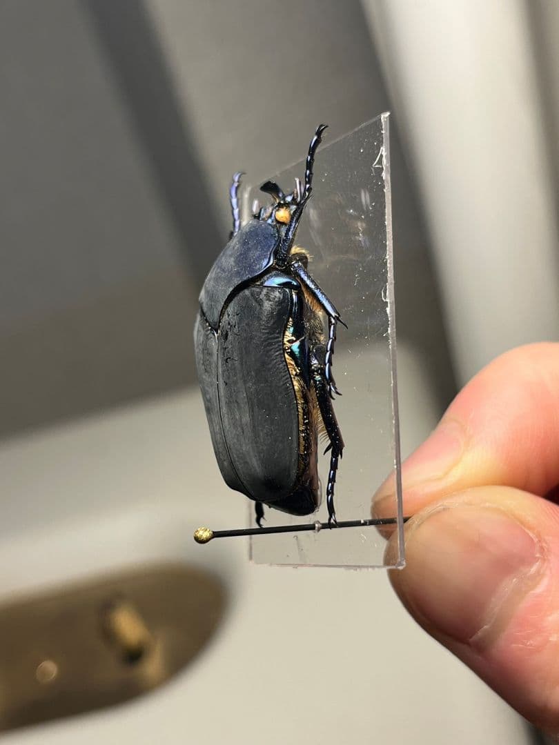 【透明台紙】体裏がメタリックなイバライコツノヒシムネハナムグリ標本プラチナコガネ