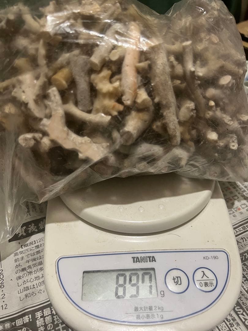 天然のサンゴの小枝 多数