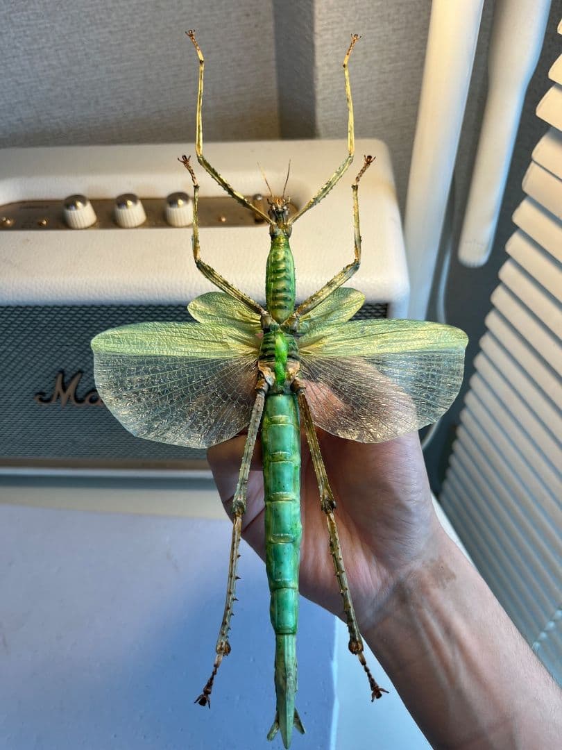 【210mm】ゴライアスオオトビナナフシ 陸のザリガニ歩く標本コノハムシ直翅類