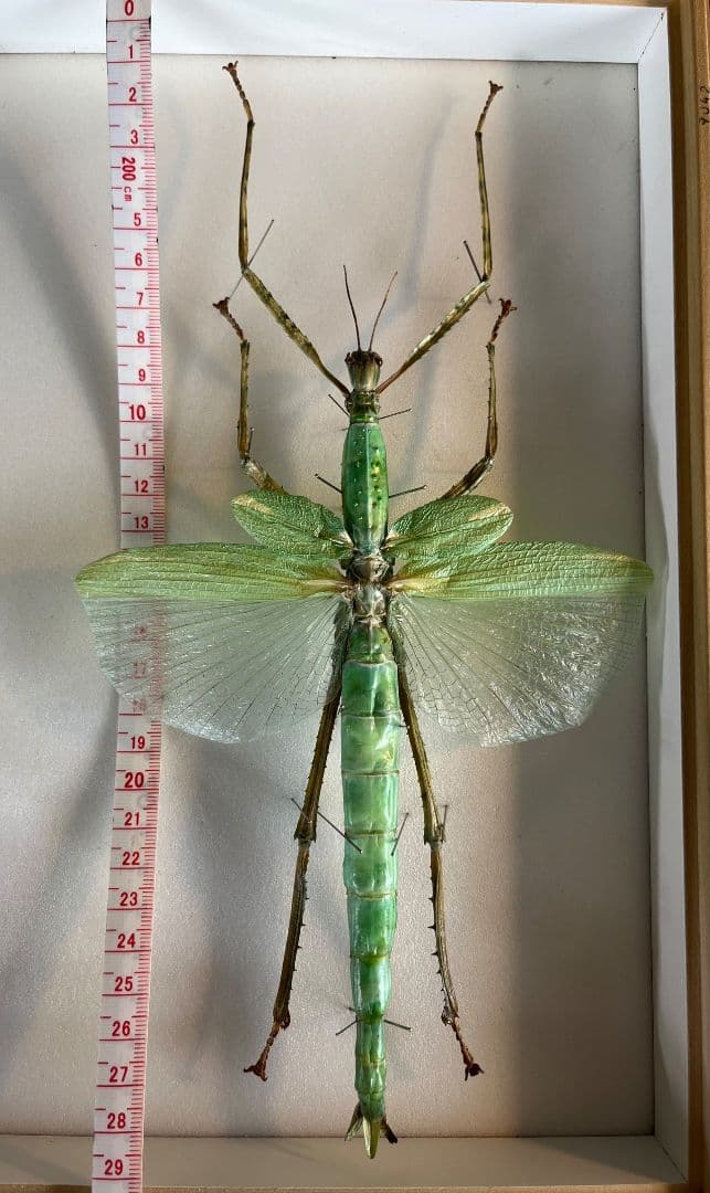 【210mm】ゴライアスオオトビナナフシ 陸のザリガニ歩く標本コノハムシ直翅類