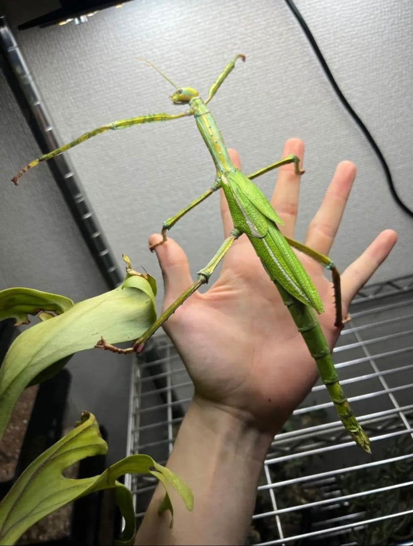 【210mm】ゴライアスオオトビナナフシ 陸のザリガニ歩く標本コノハムシ直翅類