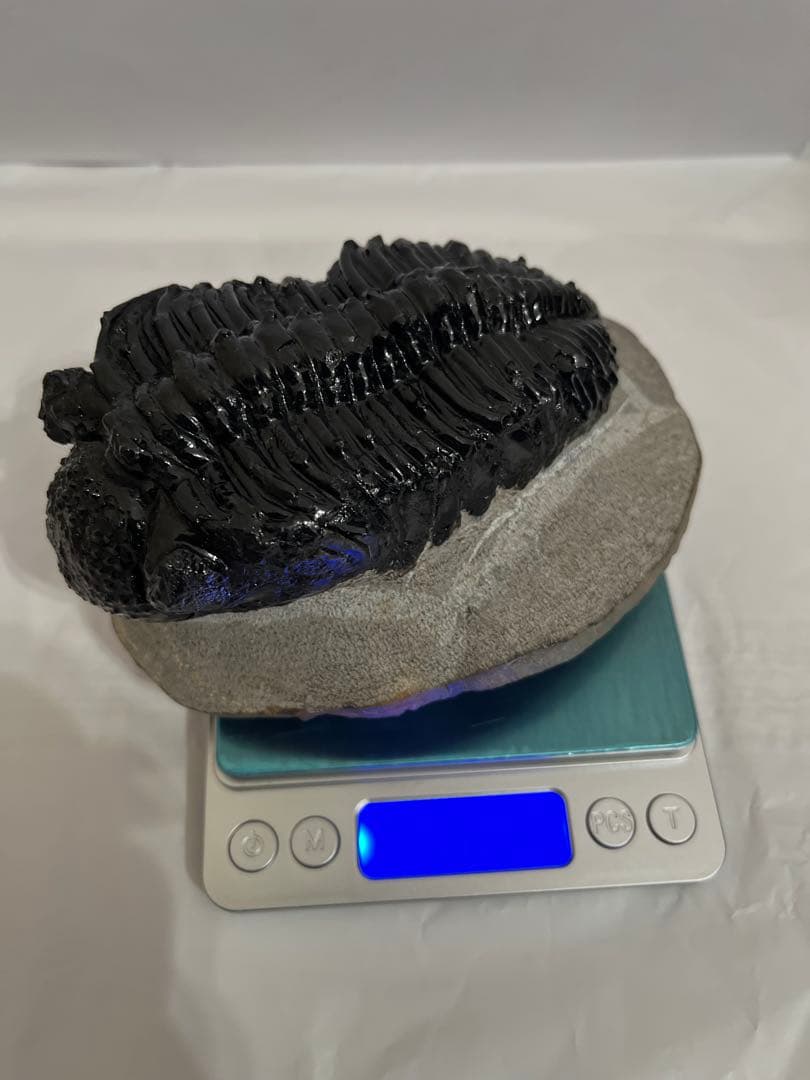 化石三葉虫 わりと大きな品です。