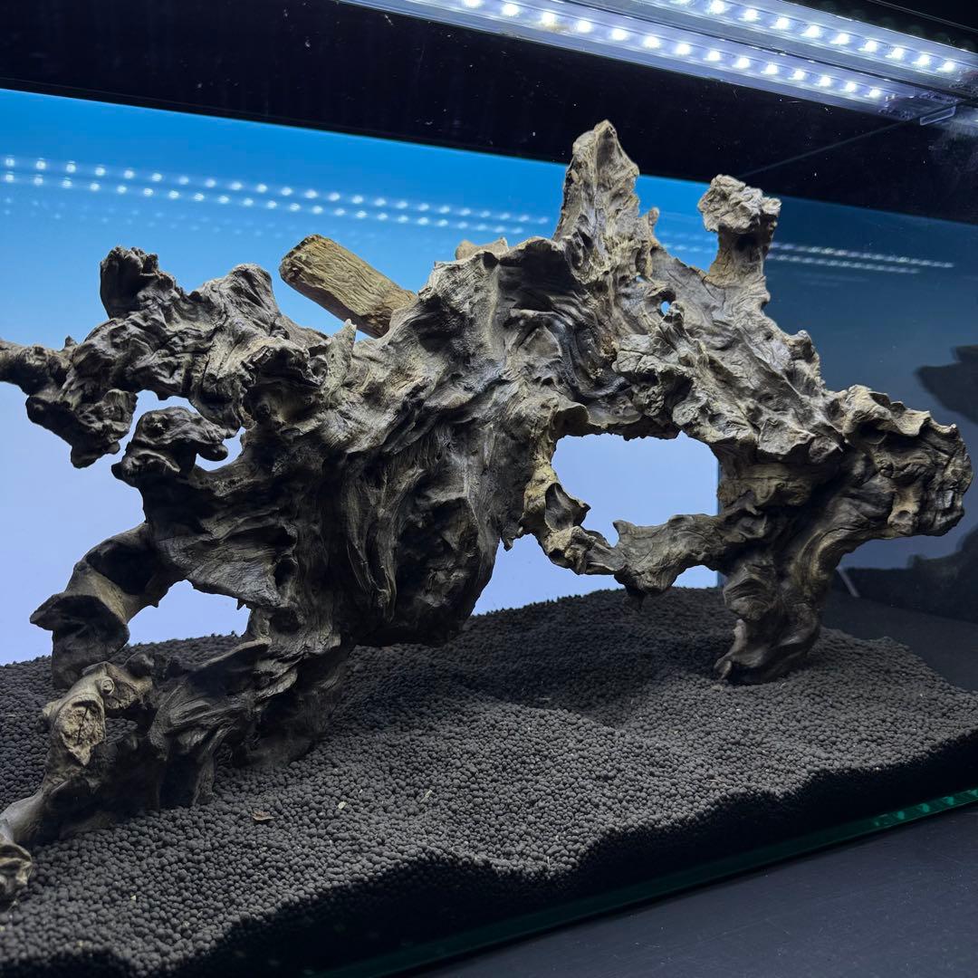 MJW-7361 ジンジャーウッド　60cm水槽用　天然流木2本セット