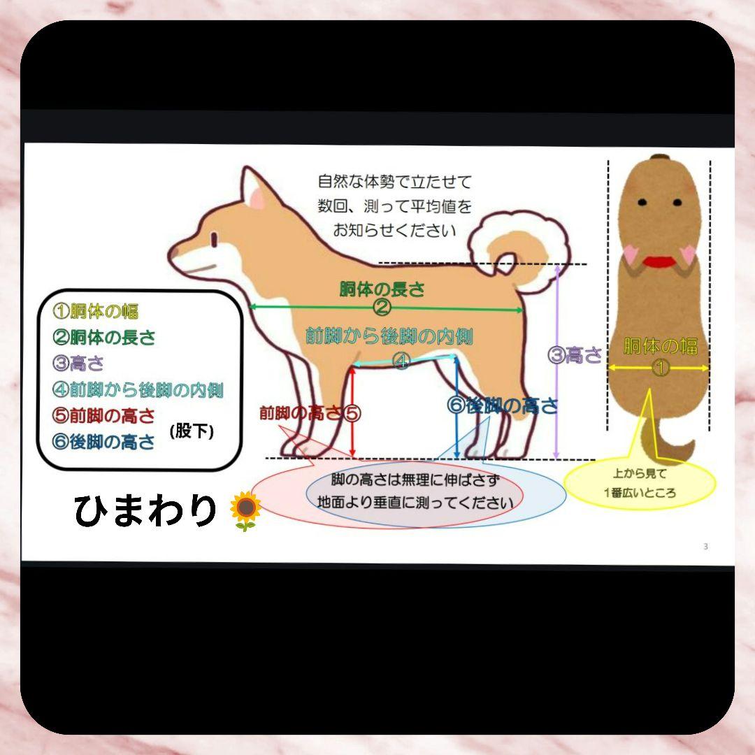 柴犬4輪　リハビリ　食事補助　犬用車椅子　シニア補助　犬の歩行器