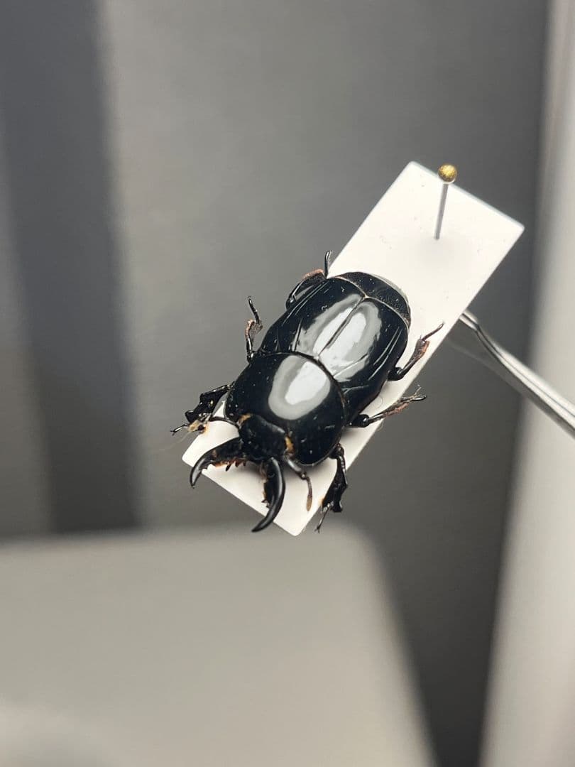 【22mm】漆を塗ったかのような艶感が美しいエンマムシの一種 ボツワナ産 標本