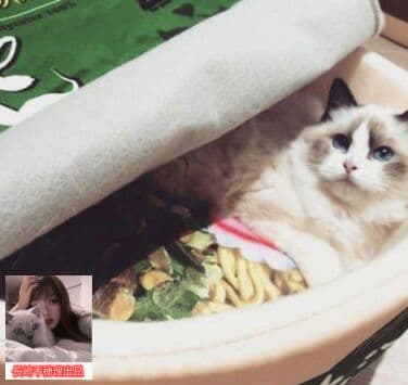 泡麺犬窩柴犬網紅と同じ種類の泡麺猫窩敷式うどんカップ麺INS風ペット7