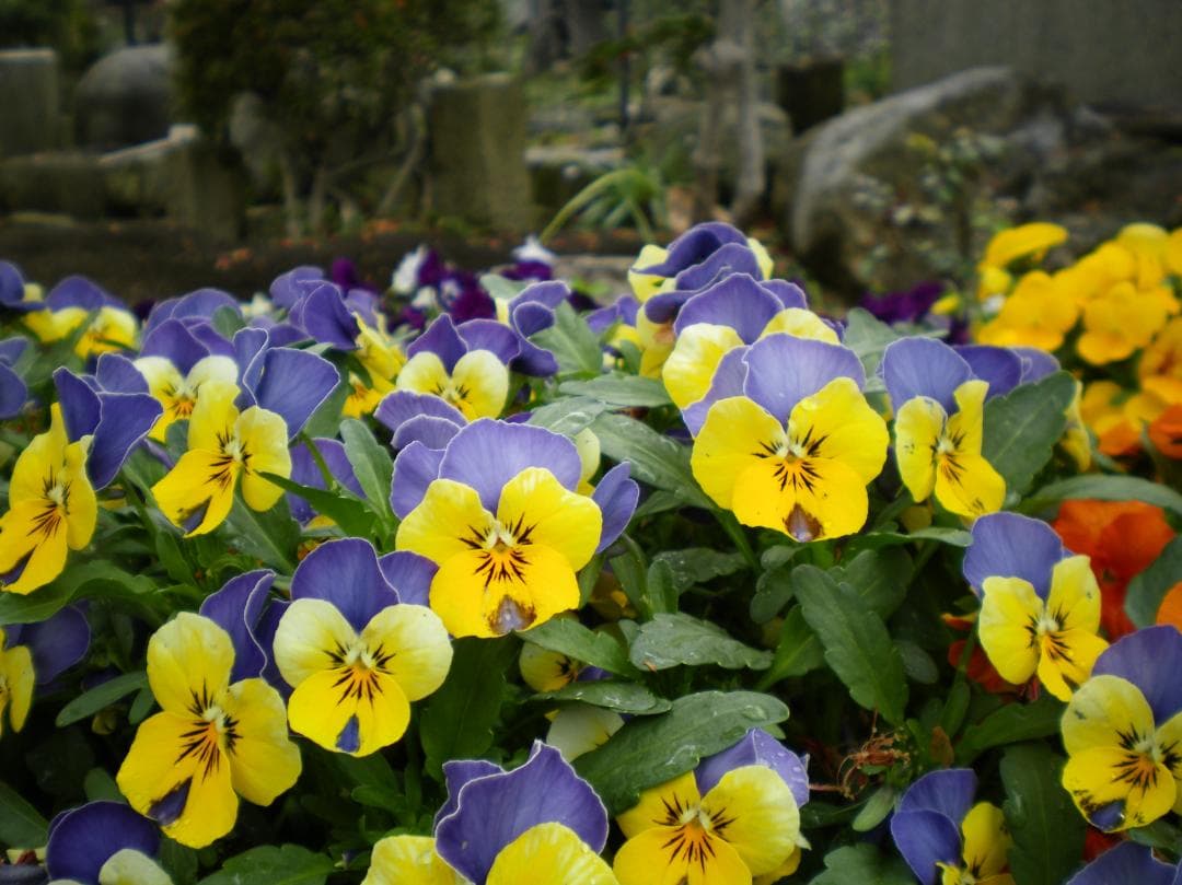乾電池式/実写美⭕️美品【動作確認済】PENTAX Optio E70　デジカメ