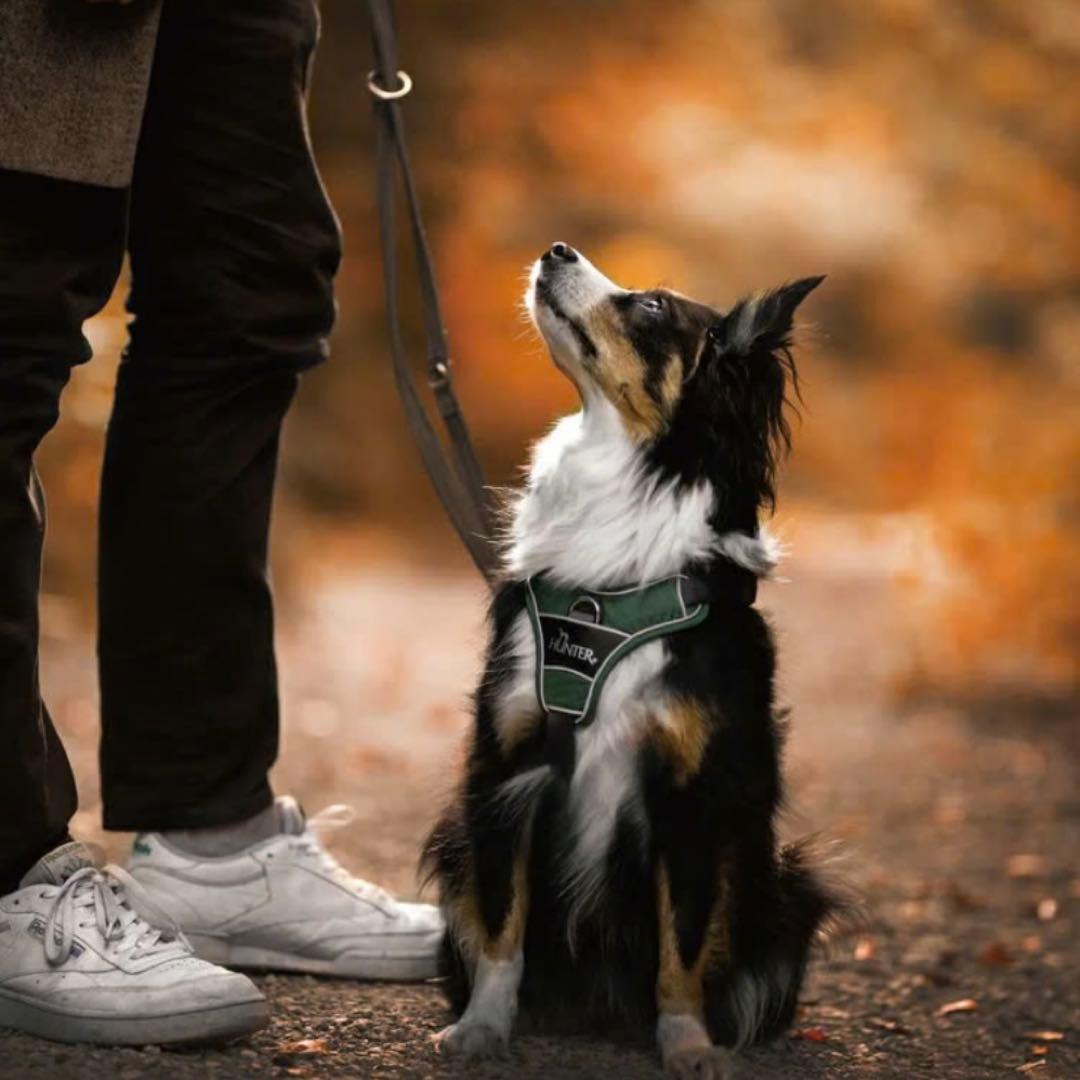 HUNTER ハンター 犬用ハーネス S-M グレー ディヴォ