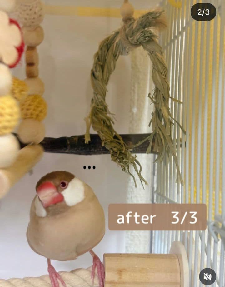 ii2　い草お試しセット　　インコ　カジカジ、ガジガジおもちゃ　バードトイ