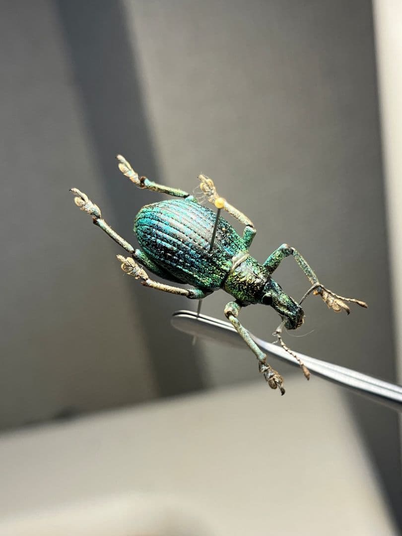 【26mm】ソロモン諸島のラメ感のあるホウセキゾウムシ 標本カミキリ昆虫標本甲虫