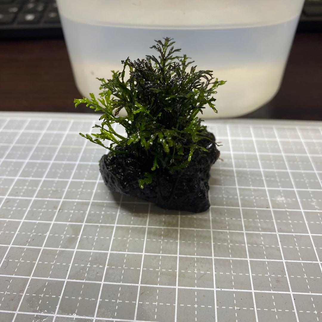 水草 crepidomanes siamensis sp