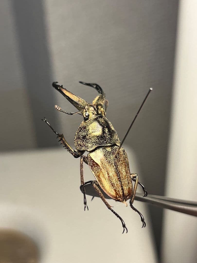 【34mm♂】リンデコフキクワガタ 標本 ババオウゴンオニクワガタ ドウイロクワ