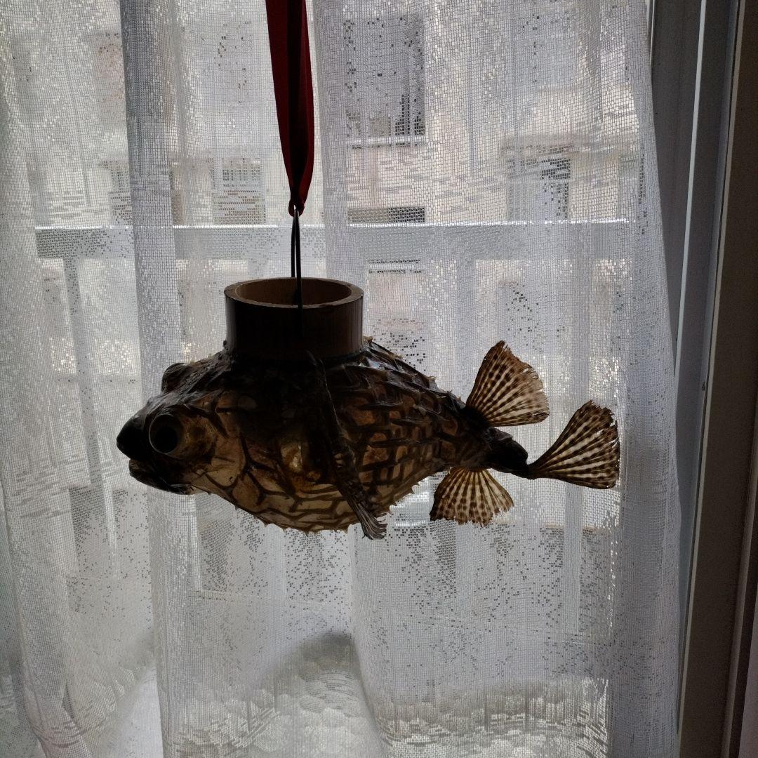 魚の形のインテリア装飾、石垣フグの フグちょうちん