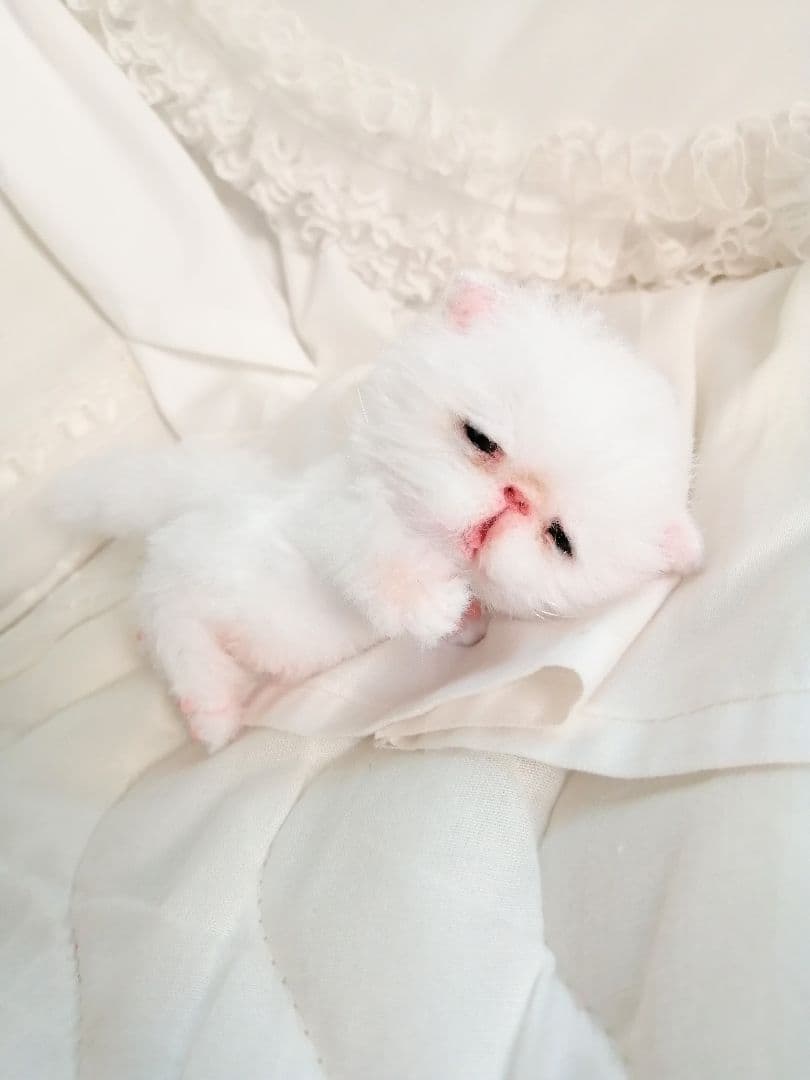 ネムネム～(´ω｀ )ちびちび子猫ちゃん♡アートドール♡ぬいぐるみ♡