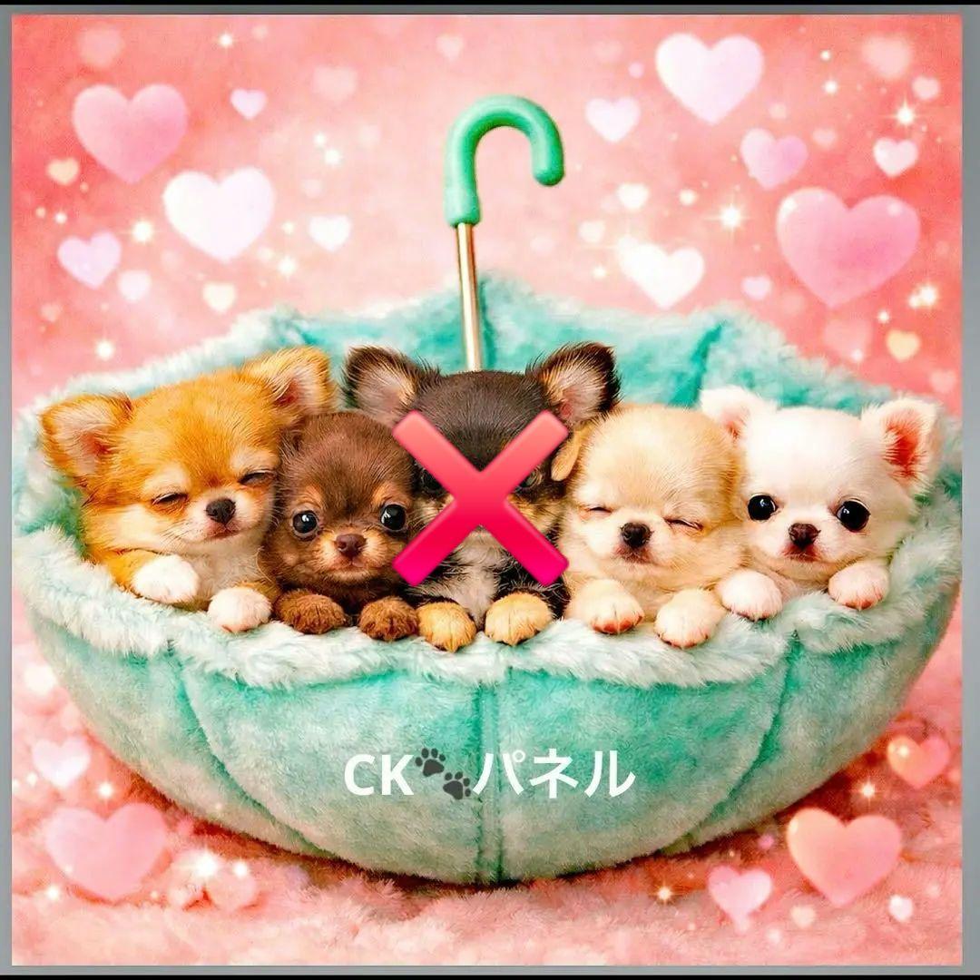 激レアポメラニアン、ダックス、チワワ、トイプー、パグ、柴犬パネル生地