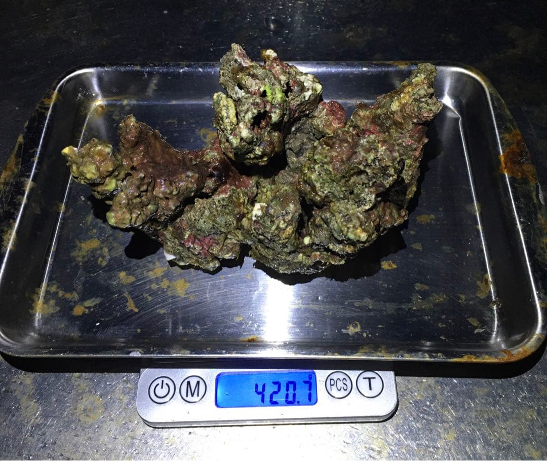 ライブロック　約4.5kg