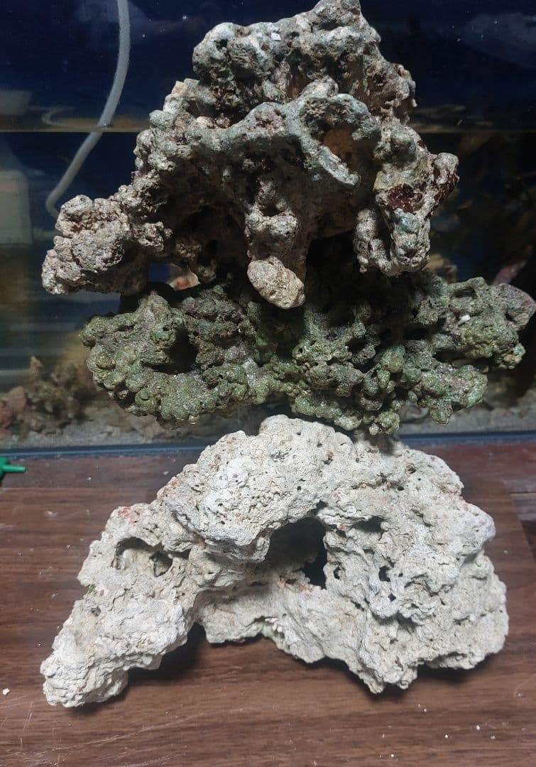 海水魚　天然ライブロック　水槽用