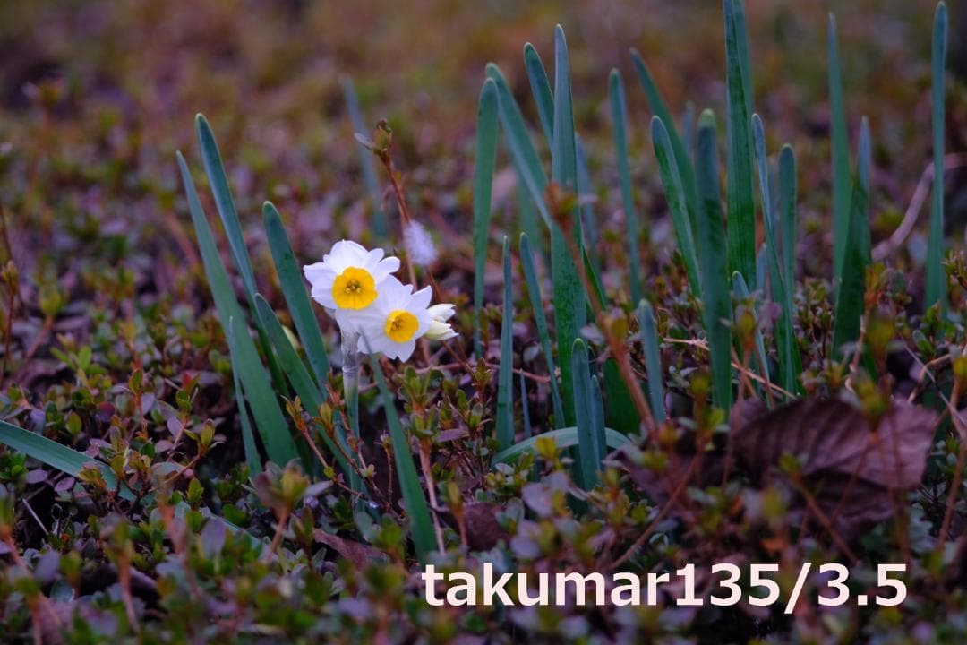 【稀少クセノター】無印 Takumar 55mm f2.2+135mm f3.5