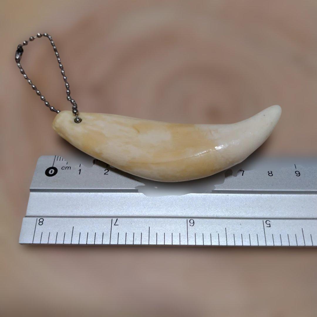 熊牙キーホルダー約８．5 cm　ヒグマの牙　ヒグマ　羆　　魔除け　災難除け