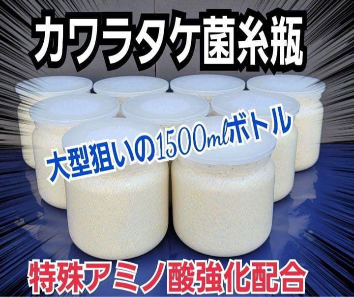 極上！カワラタケ菌糸瓶【5本】特殊アミノ酸強化配合！タランドゥス・オウゴンオニに