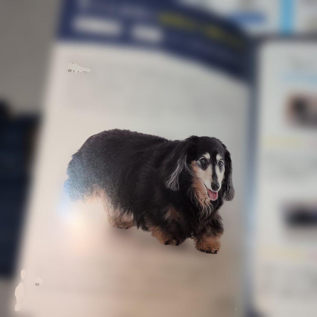 うんコロキャッチ　犬用　老犬　介護用品
