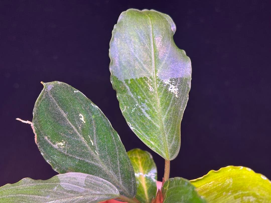 【TB便】Bucephalandra sp.Pearl gray水上育成2株