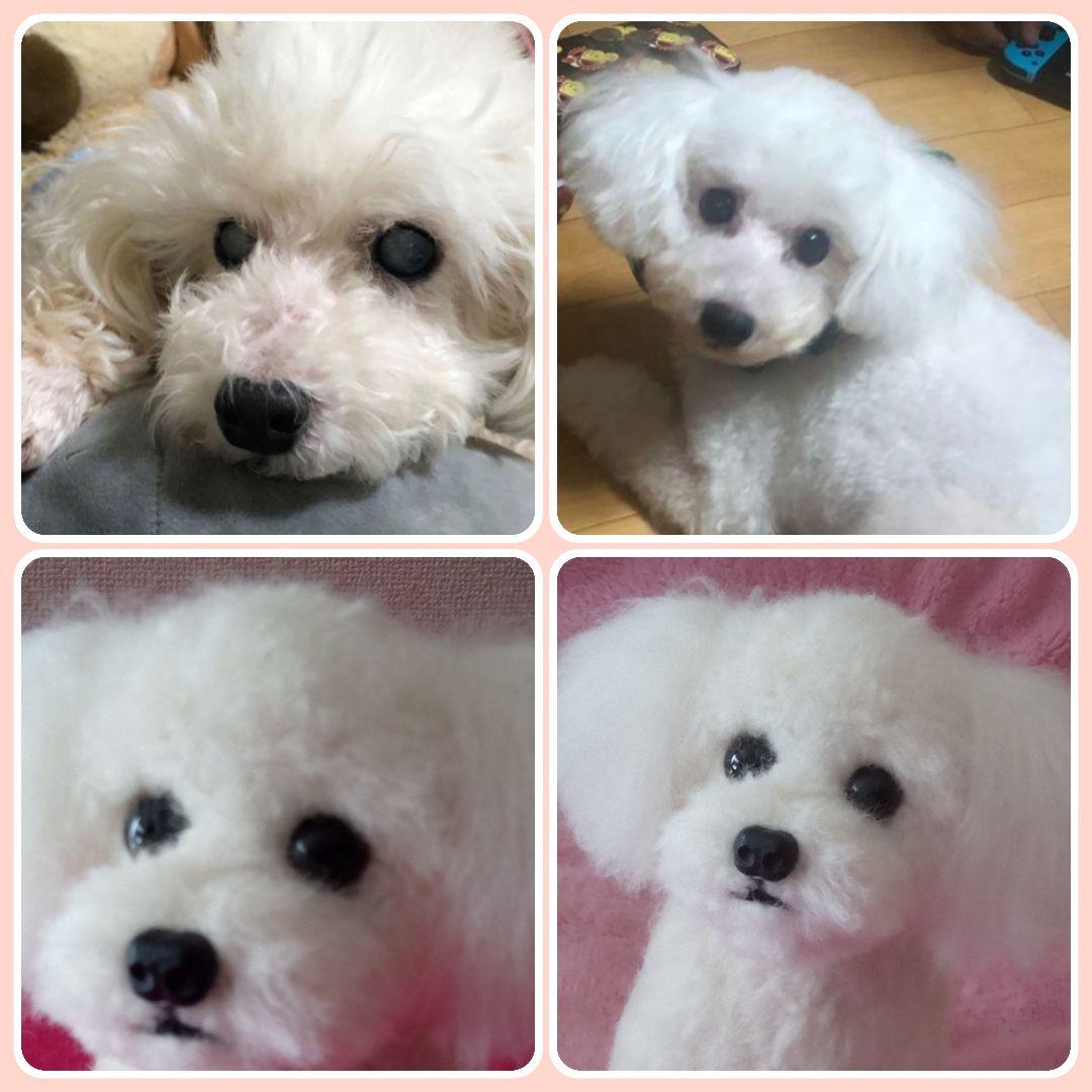 愛犬さんの羊毛フェルトオーダー受付中・わんちゃん・ぬいぐるみ
