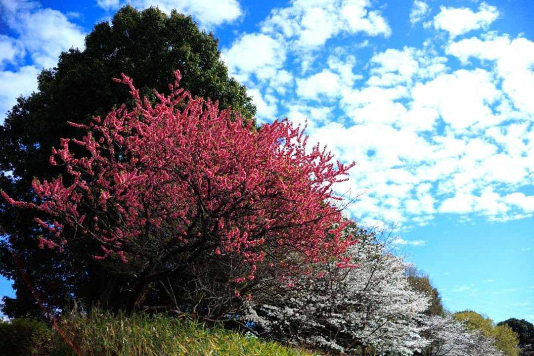 レンズ(ズーム) OLYMPUS S ZUIKO MCAUTO-ZOOM 35-70mm F4