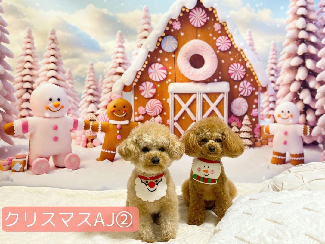 背景布【ハロウィンP】サンプル　ペット、トリミング撮影用ブース　タペストリー